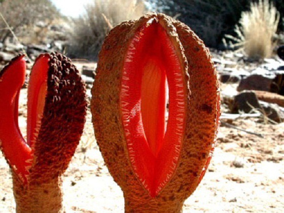 hydnora_africana_wikimedia_commons_lytton_john_musselman